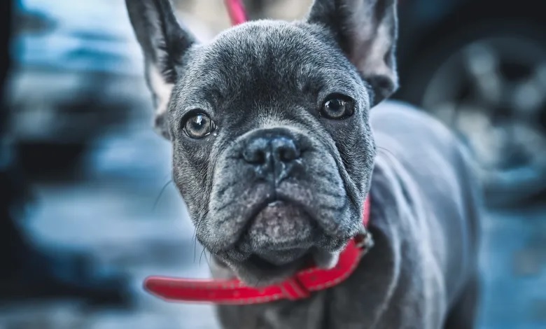 Best Dog Food for French Bulldog with Skin Allergies