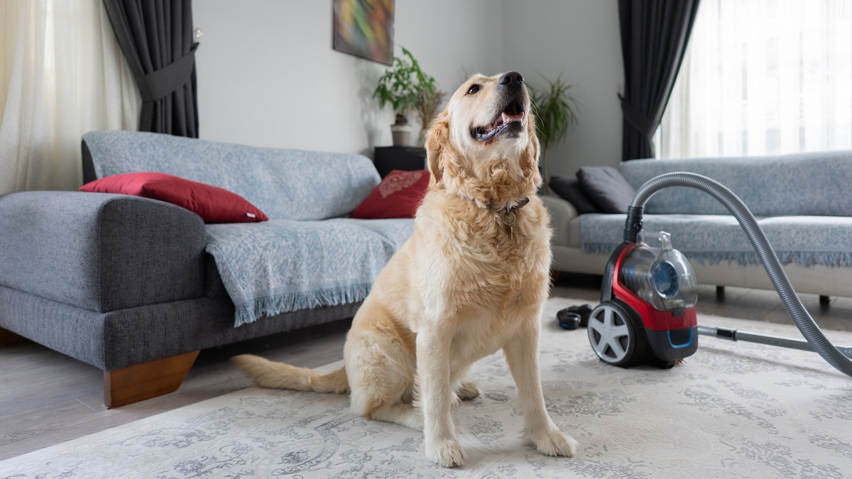 local carpet cleaning service